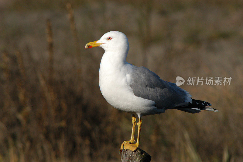 海鸥(Larus cachinnans)